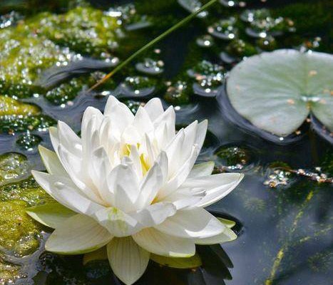 Sankalpa, yoga, Sivananda